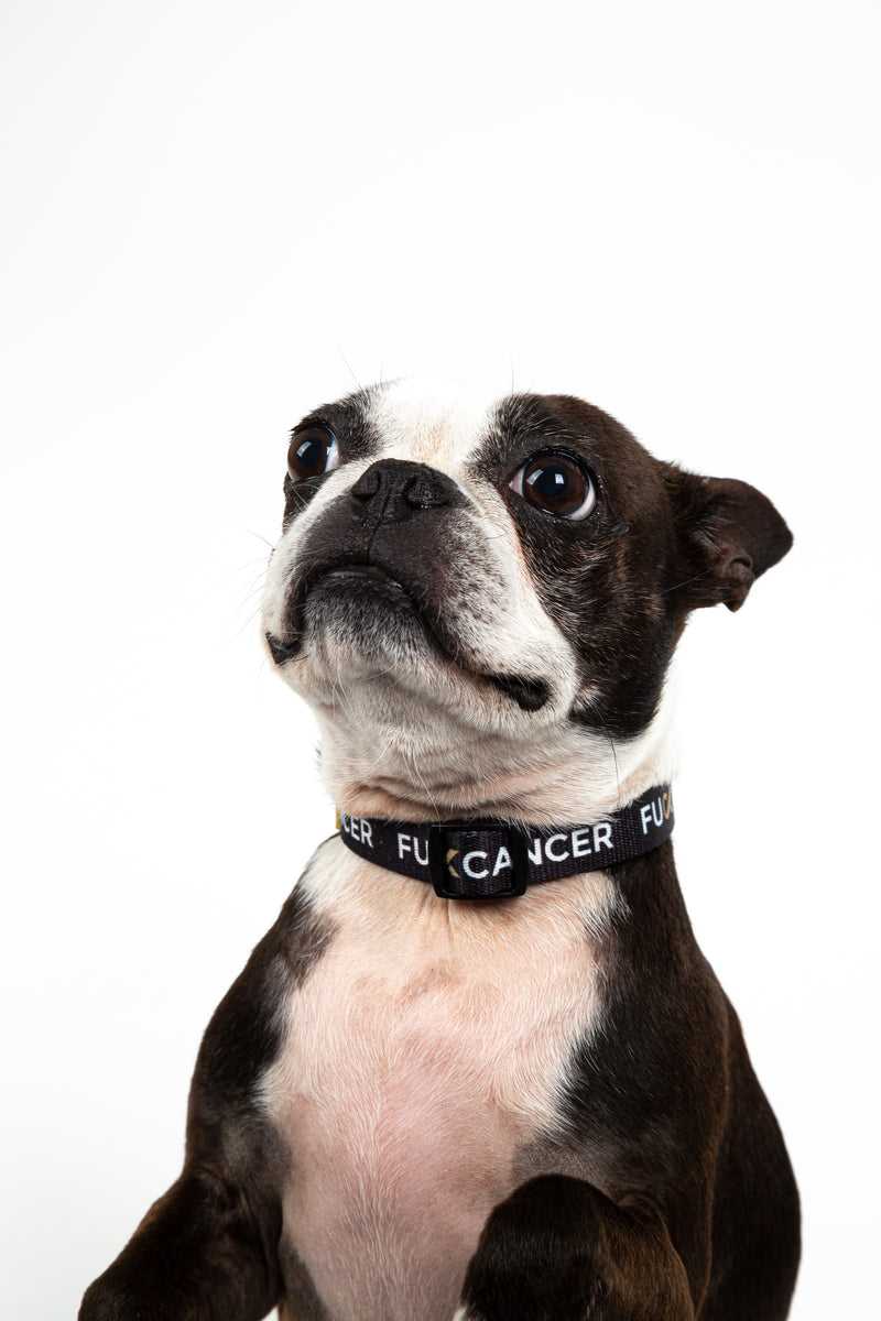 F Cancer black dog collar image 3