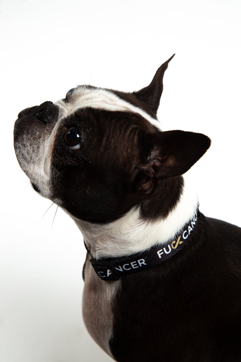 F Cancer black dog collar image 1